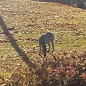 Meet your Posher, Charles